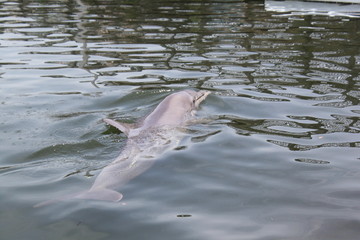Delphin, Delfin, Dolphin © Thomas