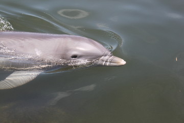 Delphin, Delfin, Dolphin