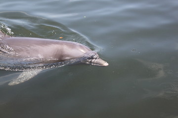 Delphin, Delfin, Dolphin © Thomas
