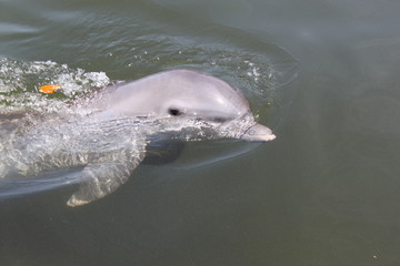 Delphin, Delfin, Dolphin © Thomas