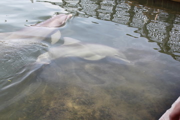 Delphin, Delfin, Dolphin © Thomas