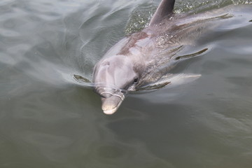 Delphin, Delfin, Dolphin