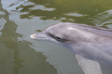 Delphin, Delfin, Dolphin