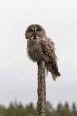 Great Grey Owl Sweden