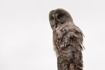 Great Grey Owl Sweden