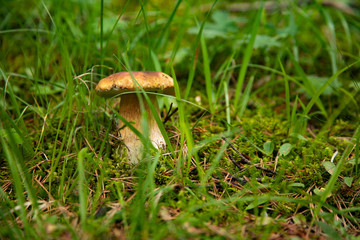 White mushroom growing in the forest among green grass