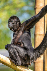 The black-headed spider monkey, Ateles fusciceps is a species of spider monkey