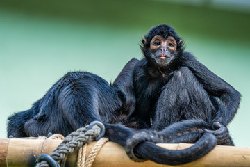 The black-headed spider monkey, Ateles fusciceps is a species of spider monkey
