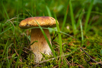 White mushroom growing in the forest among green grass