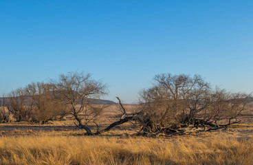 Winter farm landscape in the kwaZulu-Natal Midlands region of South Africa image with copy space