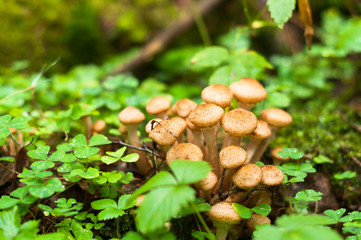 A mushrooms in the forest