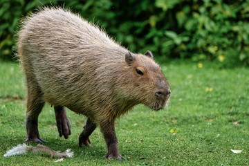 Capybara, Hydrochoerus hydrochaeris grazing on fresh green grass