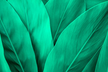 Tropical green leaf texture, Green leaves background nature dark green backdrop, Concept nature and plant tropical