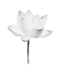 Black and white Lotus flower isolated on white background. File contains with clipping path so easy...