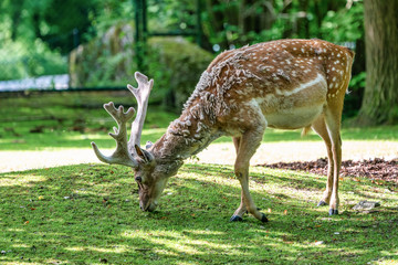 The fallow deer, Dama mesopotamica is a ruminant mammal