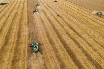 Combine harvesters gathers wheat at on yellow grain field in sunlight, aerial view from drone, agriculture crop season with machinery work