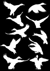 ten ducks white silhouettes on black