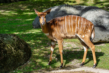 Nyala Antelope - Tragelaphus angasii. Wild life animal.