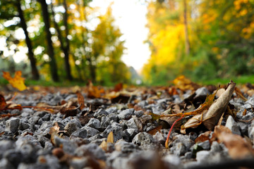 Freak of nature in czech road in forest. Gravel road full of autumn colored leafs mainly marple. Autumn is in full swing. Wonderful trees around forest road.