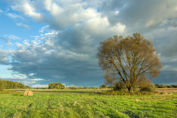 Big tree on the meadow and stormy cloud