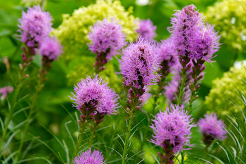 Purple Liatris spicata flowers with green leaves background, close up image. Summer flowers in Japan.