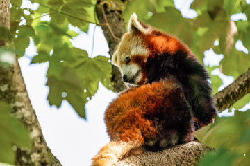 The red panda, Ailurus fulgens, also called the lesser panda.