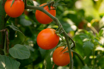 Ripe natural tomatoes growing on a branch in a greenhouse. Copy space
