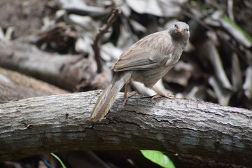 brown bird on branch