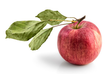 Raw organic domestic Serbian jonathan apple with leaves, isolated on white background