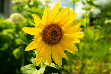 Sunflower natural background. Sunflower blooming. Close-up of sunflower.