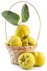 Fresh ripe yellow quinces with leaves in white wooden basket isolated on white background