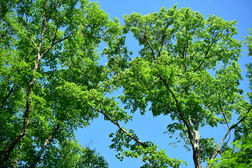 Summer green. Green tree leaves on blue sky background.