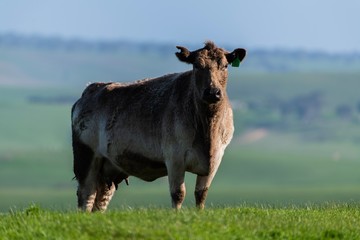  Specked park, Murray Grey and Angus cattle in Australia grazing on grass. in south west Victoria. ...