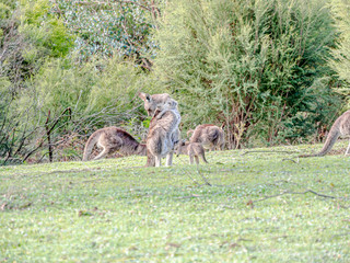Mama Preening with Joey