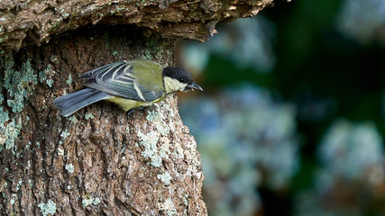Great TitParus major