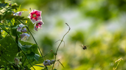 Bumble Bee Hovering Around a Flower