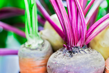 Still life of of vegetable Root crop