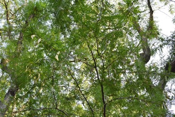 Bottom view of a tree of Wisteria (Floribunda) in the summer, with seeds.