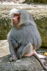 The hamadryas baboon, Papio hamadryas is a species of baboon