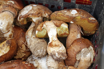Boletus edible mushrooms. Forest fungi Boletus. Nature background texture. Boletus edulis. 