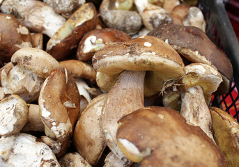 Boletus edible mushrooms. Forest fungi Boletus. Nature background texture. Boletus edulis. 