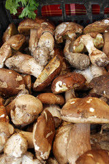 Boletus edible mushrooms. Forest fungi Boletus. Nature background texture. Boletus edulis. 