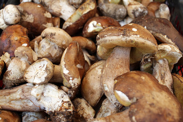 Boletus edible mushrooms. Forest fungi Boletus. Nature background texture. Boletus edulis. 