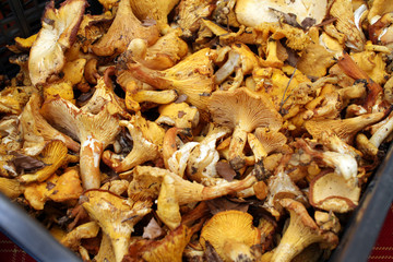 Yellow chanterelle (cantharellus cibarius). Chanterelle mushrooms is a species of golden chanterelle mushroom in the genus Cantharellus. Fresh organic mushrooms. Fungi background texture.
