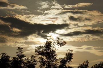 Fototapeta premium Sunset, trees and clouds