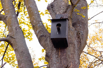 Black metal empty nest box hanging high on tree - 281228228