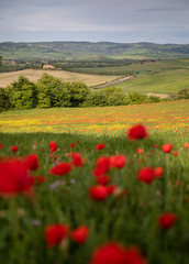 Poppies field near San Quirico d'Orcia, Tuscany, Italy