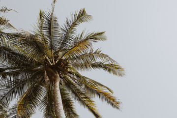 Exotic coconut  green palm trees against blue sky with retro or vintage colors and tones. Minimal wallpaper.Travel or vacation concept. Summer background.
