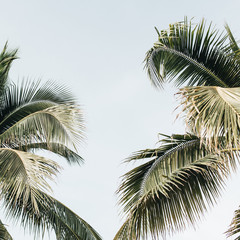 Summer tropical two big green coconut palm trees against blue sky. Neutral background. Summer and travel concept on Phuket, Thailand.