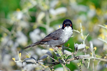 Samtkopf-Grasmücke (Sylvia melanocephala) - Sardinian warbler